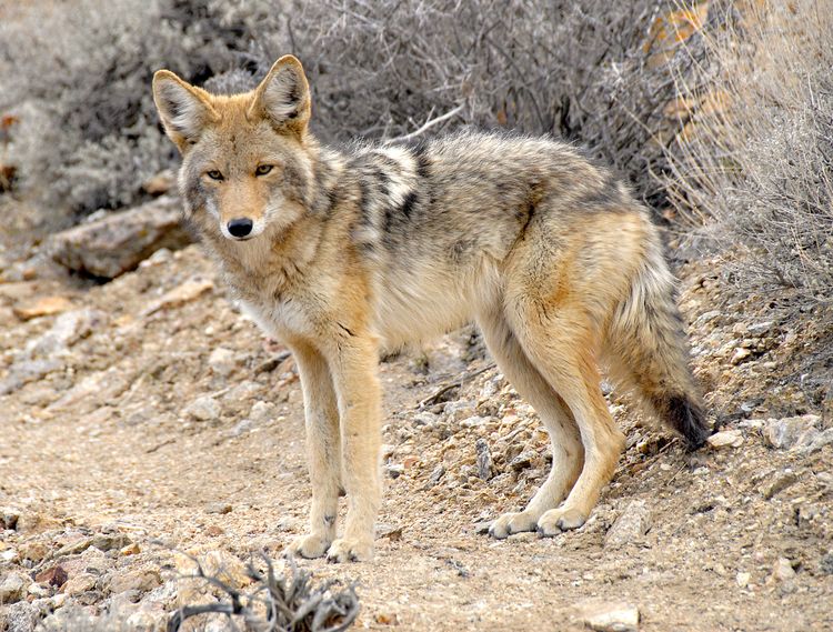 Here's a thought about coyotes